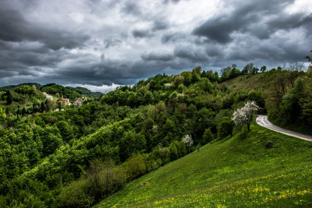 © Dejan Petrović